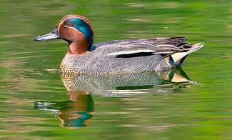 A teal duck floating in a green pond