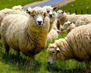 Merino sheep grazing in field
