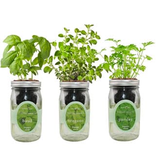 Herbs in a jars